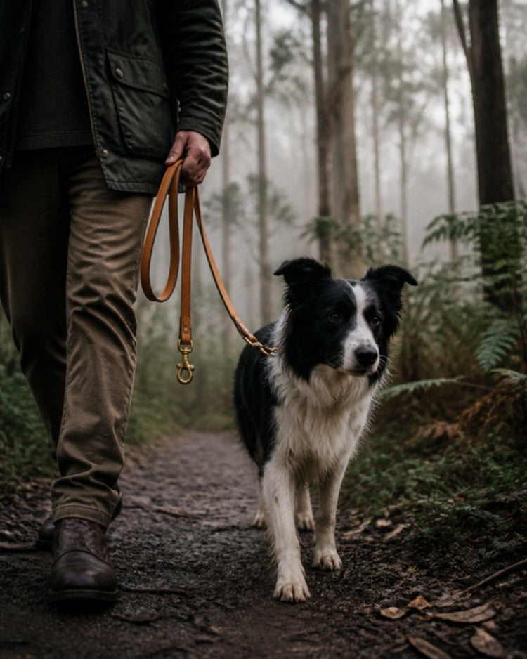 Border collie on a tan leather lead on a misty forest path